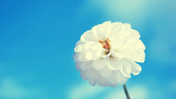 穿白色丝袜代表什么