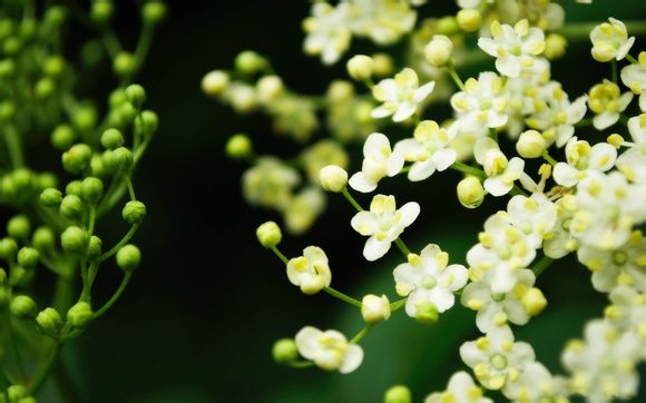 花开极致什么意思