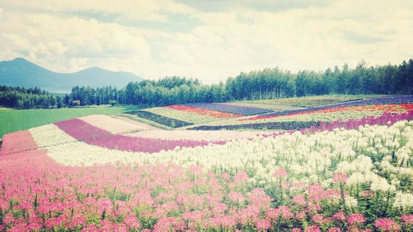 秋天的菊花怎么画